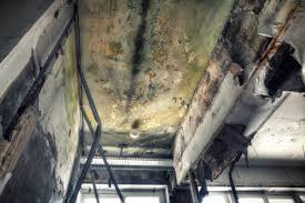 Best Asbestos and Lead Testing During Mold Inspection  in Clayton, CA